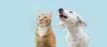Banner pets. Profile puppy dog and cat looking up. Isolated on blue background