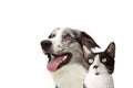 Banner pets. Side happy profile blue merle border collie and cat  looking up. Isolated on white background Royalty Free Stock Photo