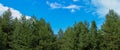 Banner pine forests in summer