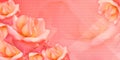 Banner pink and orange roses flower bouquet on pink background, nature, banner, template, picture, copy space Royalty Free Stock Photo