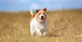 Banner of a playful funny happy dog as running in the grass Royalty Free Stock Photo