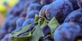 Banner. Plums in a wooden crate on display for sale on the market