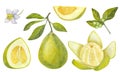 Banner Pomelo citrus set. Fresh yellow green fruit. Thick peel and juicy pulp, branches with leaves and flower. Hand