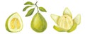 Banner Pomelo citrus set. Fresh yellow green fruit. Thick peel and juicy pulp, branches with leaves and flower. Hand