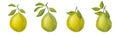 Banner Pomelo citrus set. Fresh yellow green fruit. Thick peel and juicy pulp, branches with leaves. Hand drawn Royalty Free Stock Photo