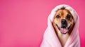 Banner with a portrait dog wrapped in a terry towel on a pink background with space for text or graphic design. Grooming Royalty Free Stock Photo