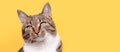 Banner with portrait of gray tabby cat looking away. Royalty Free Stock Photo