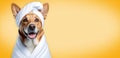 Banner with a portrait happy dog wrapped in a white terry towel on a yellow blurred background with space for text or Royalty Free Stock Photo