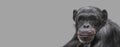 Banner with a portrait of happy smiling Chimpanzee, closeup, details with copy space and solid background. Concept biodiversity,