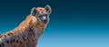 Banner with portrait of huge and powerful adult African spotted hyena at blue gradient background with copy space, closeup,