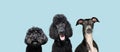 Banner portrait three black dogs. Isolated on blue colored background