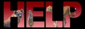 Banner with portrait of wildlife, hyena, cheetah and suricate at red gradient background with bold text help, closeup, details