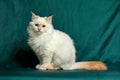 Banner with pretty white cat with blue eyes and long mustache. Close up portrait of kitten isolated on beautiful green Royalty Free Stock Photo