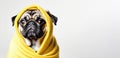 Banner Closeup of pug in yellow towel on light background drying off after shower with space for text. Grooming, dog Royalty Free Stock Photo