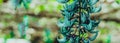 BANNER Real beauty nature background. Strongylodon macrobotrys, emerald turquoise jade woody vine tayabak, leguminous Royalty Free Stock Photo