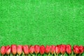 Banner with red fresh tulip flowers on spring green grass lawn background with copy space. Holiday, Womens day, Mothers day, Royalty Free Stock Photo