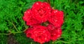 Banner Red rose Bush in the garden Blooming plant blurred background selective focus Top view Royalty Free Stock Photo