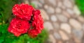 Banner Red rose Bush in the garden Blooming plant blurred background selective focus Top view Royalty Free Stock Photo