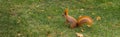 Banner with red tree squirell on green lawn