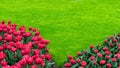 A banner with red tulips against a green lawn with copy space. A perfect lawn in the garden. Flower banner with a lawn. Garden Royalty Free Stock Photo