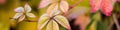 Banner of red yellow leaves of wild grapes in autumn Royalty Free Stock Photo