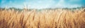 Banner Of Ripe Golden Wheat Royalty Free Stock Photo