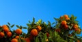 Banner of ripe mandarins with green leaves in front of a clear blue sky. Ripe fruits of mandarin - citrus