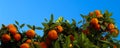 Banner of ripe mandarins with green leaves in front of a clear blue sky. Ripe fruits of mandarin - citrus