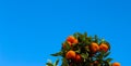 Banner of ripe mandarins with green leaves in front of a clear blue sky. Ripe fruits of mandarin - citrus