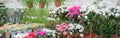 Banner - sale in the greenhouse of potted flowers grown there: chlorophytum, rhododendrons of azalea white and pink Royalty Free Stock Photo