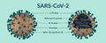 Banner of the SARS-CoV-2 coronavirus molecule in full and in section with description Royalty Free Stock Photo