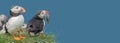 Banner with seabird North Atlantic puffins holding herring fish in its beak at Faroe island Mykines, at blue sky solid background Royalty Free Stock Photo