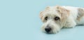 Banner serious, or bored mixedbred dog lying down, Isolated on blue pastel background Royalty Free Stock Photo