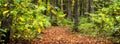 Banner. Shrubs and trees in the autumn forest. The road covered with fallen leaves in the autumn forest Royalty Free Stock Photo