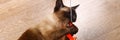 Banner. Siamese or Thai cat plays with a toy. A disabled cat bites and scratches a toy. Three paws, no limb. Royalty Free Stock Photo