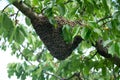 Banner size image of a bee swarn on a tree branch