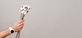 Banner size image of male hand with smartwatch holding bunch of cotton flowers over grey background