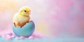Banner with small chick hatching out of blue easter egg on pink background with copy space Royalty Free Stock Photo