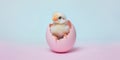 Banner with small chick hatching out of easter egg on pastel blue and pink background Royalty Free Stock Photo