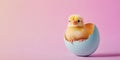 Banner with small chick hatching out of easter egg on pink background with copy space Royalty Free Stock Photo