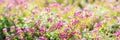 Banner. small pink flowers in the garden in spring. sunny day. floral background. buds and flowering