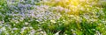 Banner 3:1. Soft focus carpet of Nemophila baby blue eyes flower with sunlight rays. Spring background. Copy space Royalty Free Stock Photo