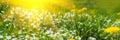 Banner 3:1. Soft focus carpet of Nemophila baby blue eyes flower with sunlight rays. Spring background. Copy space Royalty Free Stock Photo