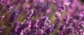 Banner with lavender flower field at sunset rays Royalty Free Stock Photo