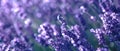 Banner with lavender flower field at sunset rays Royalty Free Stock Photo