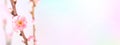 banner of spring background with branch of blossoming cherry Royalty Free Stock Photo