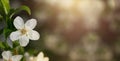 BANNER SPRING BACKGROUNDS LITTLE CHERRY BLOOSOM FLOWER ABSTRACT BLURRED Royalty Free Stock Photo