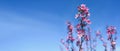 Banner Spring border or background with pink blossom. Beautiful nature scene with blooming tree branch and blue sky. Spring Royalty Free Stock Photo