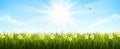 Banner for Spring and Easter: Daffodils in a Fresh Lawn Accompanied by a Flying Swallow Royalty Free Stock Photo