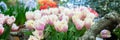 Banner Spring flowers background bunch of pink yellow tulips with fringe , Hello Spring and Woman day Royalty Free Stock Photo